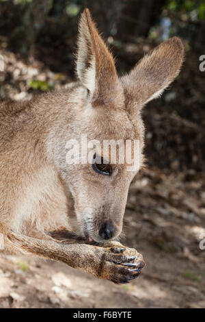 Grigio orientale canguro, Macropus giganteus, Queensland, Australia Foto Stock