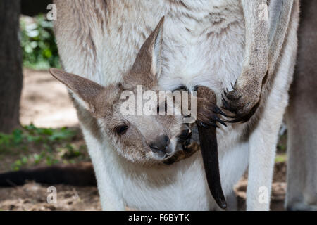 Grigio orientale Kangaroo Joey, Macropus giganteus, Queensland, Australia Foto Stock