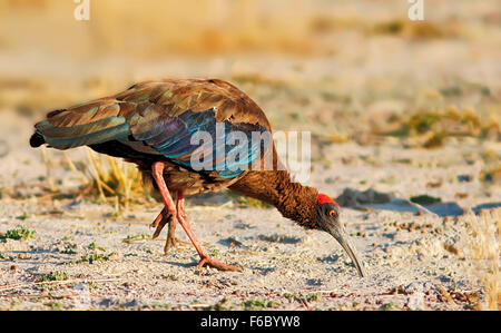 Red naped ibis, tal chappar Wildlife Sanctuary, Rajasthan, India, Asia Foto Stock