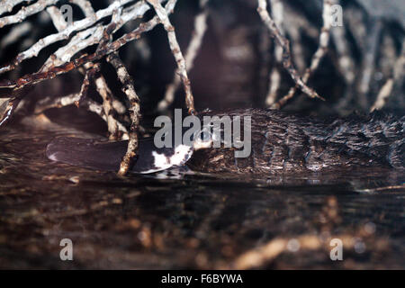 Duck-fatturati Platypus, Omithorhynchus anatinus, Queensland, Australia Foto Stock