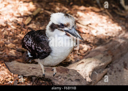 Ridendo Kookaburra, Dacelo novaeguineae, Queensland, Australia Foto Stock