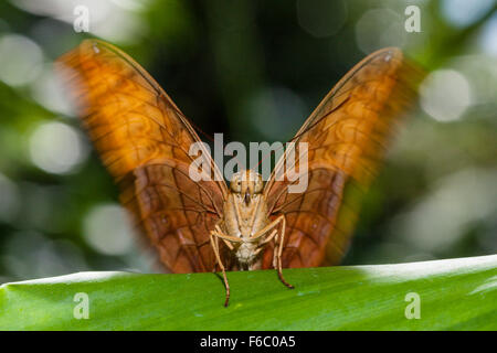 L incrociatore Butterfly, Vidula arsinoe, Queensland, Australia Foto Stock