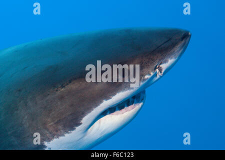 Il grande squalo bianco, Carcharodon carcharias, Isole Neptune, Australia Foto Stock