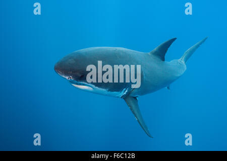 Il grande squalo bianco, Carcharodon carcharias, Isole Neptune, Australia Foto Stock