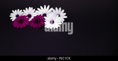 Bianco e viola margherite su sfondo nero Foto Stock