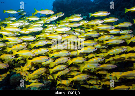 Secca di tonno obeso Snapper, Lutjanus lutjanus, della Grande Barriera Corallina, Australia Foto Stock