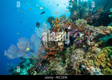 Coral Reef, della Grande Barriera Corallina, Australia Foto Stock