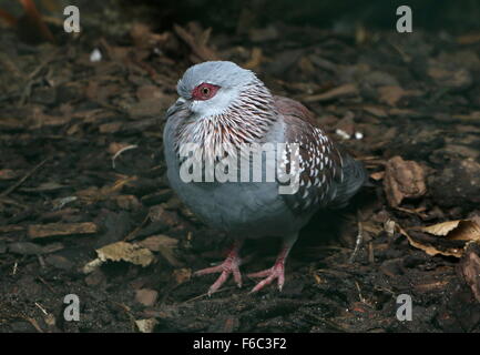 Sub Sahariana punteggiati africana piccione o africano di Pigeon Rock (Columba guinea) sul terreno Foto Stock