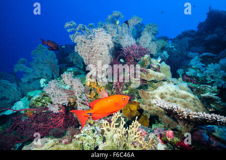 Crescent-coda di tonno obeso in Coral Reef, Priacanthus hamrur, Osprey Reef, Coral Sea, Australia Foto Stock