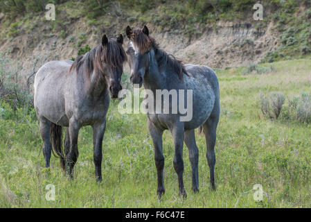 Cavalli selvaggi, (Equs ferus), Mustang, Feral, Parco nazionale Theodore Roosevelt, N.Dakota, Western USA Foto Stock