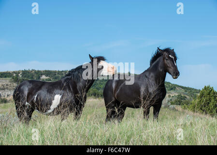 Cavalli selvaggi, (Equs ferus), Mustang, Feral, Parco nazionale Theodore Roosevelt, N.Dakota, Western USA Foto Stock