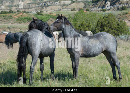 Cavalli selvaggi, (Equs ferus), Mustang, Feral, Parco nazionale Theodore Roosevelt, N.Dakota, Western USA Foto Stock