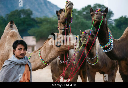 Camel commerciante prende il suo adornato dromedari di vendere all'annuale Fiera del cammello. Foto Stock