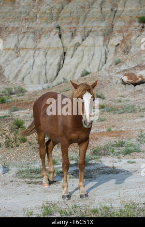 Wild Horse, (Equs ferus), Mustang, Feral, Parco nazionale Theodore Roosevelt, Nord Dakota, STATI UNITI D'AMERICA Foto Stock