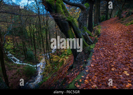 Bosco autunnale percorso in Hardcastle Crags, vicino a Hebden Bridge, West Yorkshire, Inghilterra Foto Stock