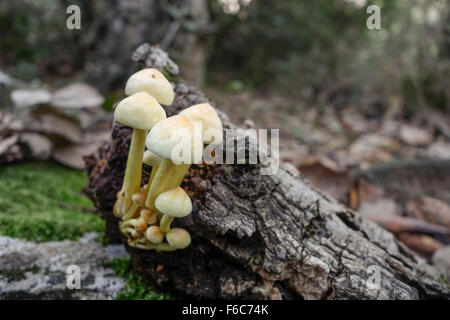 Funghi selvatici, zolfo ciuffo, clustered woodlover, Hypholoma fasciculare, nella foresta. Spagna. Foto Stock
