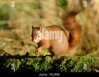 Scoiattolo rosso nel profilo su un mossy albero caduto Foto Stock