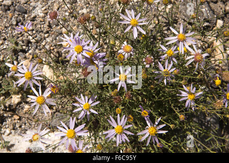 India, Himachal Pradesh, Yangthang, flora, viola chiaro daisy-come fiori selvaggi crescono ad altitudini elevate Foto Stock