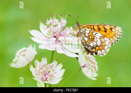 Fiordaliso Fritillary (Melitaea phoebe) farfalla su un grande Masterwort (Astrantia major) fiore, Haute Savoie, Francia. Foto Stock