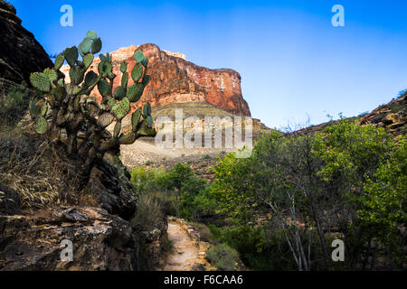 Verdi alberi all'interno del Grand Canyon Foto Stock