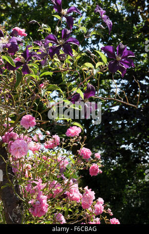 La clematide 'Etoile Violette' crescendo attraverso Rosa 'Dorothy Perkins' Foto Stock