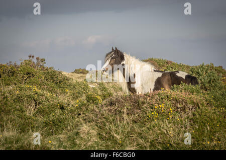 Pony selvatici sulla montagna di dinas in Pembrokeshire. West Wales. Foto Stock