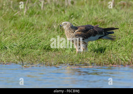 Circus aeruginosus, Maschio Western Marsh Harrier, Rohrweihe Männchen Foto Stock