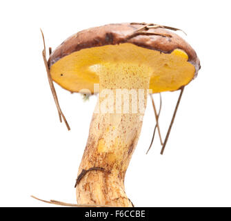 Suillus collinitus, jack scivolose fungo isolato su sfondo bianco Foto Stock