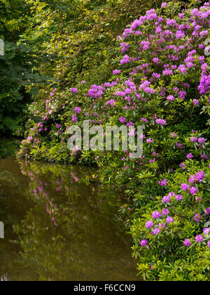 Rhododenrons e il Lago nel giardino di Newstead Abbey vicino Ravenshead Nottinghamshire England Regno Unito Foto Stock