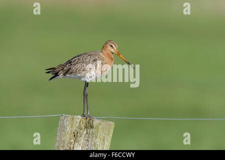 Uferschnepfe, Limosa limosa, nero-tailed godwit Foto Stock