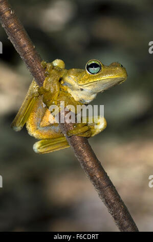 Rosenberg il gladiatore raganella / Rosenberg's treefrog (Hypsiboas rosenberg / Hyla rosenbergi), Carara National Park, Costa Rica Foto Stock