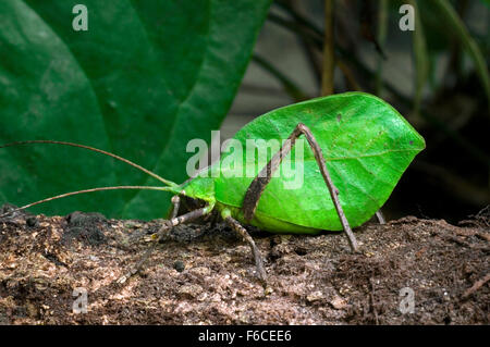 Foglia-imitare katydid nella foresta pluviale, America Centrale Foto Stock