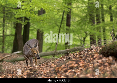 Unione di caprioli in piedi in una foresta / Capreolus capreolus Foto Stock