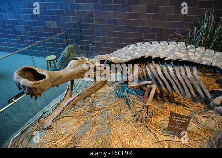 INDIANAPOLIS, IN - 22 Luglio: scheletro Sarcosuchus presso il Museo dei Bambini di Indianapolis sulla luglio 22, 2014 a Indianapolis Foto Stock