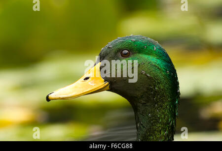 Mallard Duck è una closeup colpo alla testa di una bella Mallard duck con brillanti gocce di acqua aggrappati alla sua faccia. Foto Stock