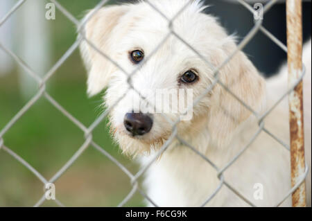 Shelter cane è simpatico cane in un riparo animale prendendo il suo naso attraverso la recinzione chiedendo chi sta andando a prendere lui home. Foto Stock