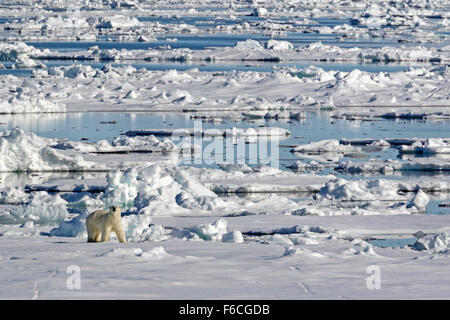 Orso polare sulla banchisa, Spitsbergen, Norvegia / EuropeUrsus maritimus Foto Stock