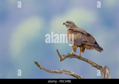 Schwarzmilan, Milvus migrans, Nibbio Foto Stock