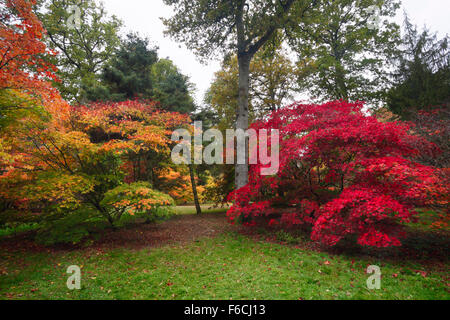L'Acer Glade a Westonbirt Arboretum. Gloucestershire. In Inghilterra. Regno Unito. Foto Stock