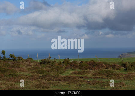 Un rook prende il volo su Mynydd Dinas (Mount Dinas), Pembrokeshire Foto Stock