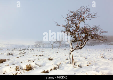 Un twisted gnarly hawthorne albero su una pavimentazione di pietra calcarea con viadotto ribblehead in background. Foto Stock