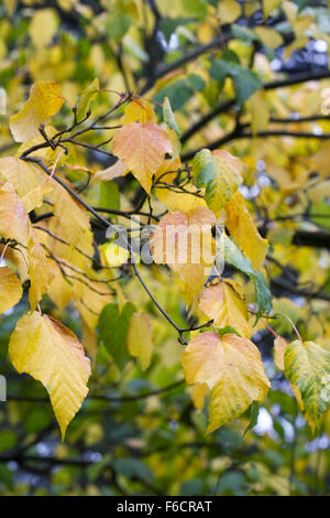 Acer x conspicuum 'Silver vein " Albero in autunno. Foto Stock