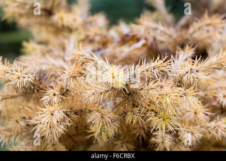 Larix kaempferi 'nane blu' Albero in autunno. Larice giapponese. Foto Stock