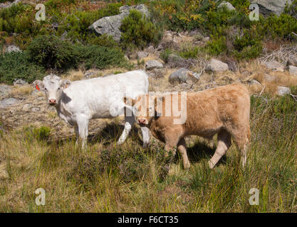 Due vitelli di una mucca in un alpeggio Foto Stock