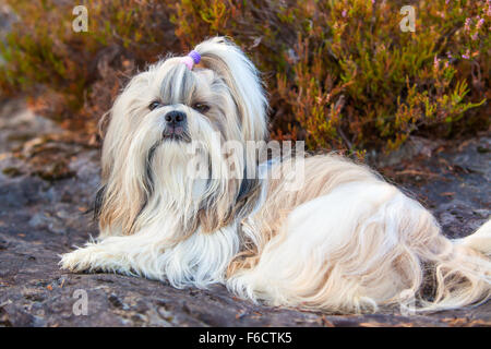 Shih-tzu cane disteso sul terreno verticale. Foto Stock