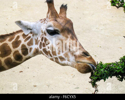 Close up di giraffa a mangiare le foglie Foto Stock