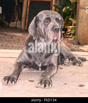 Mastino Napoletano cane massiccio cercando per la fotocamera Foto Stock