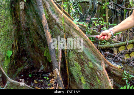 La deforestazione è la rimozione di una foresta o stand di alberi dove la terra è successivamente convertito in una foresta non utilizzare Foto Stock