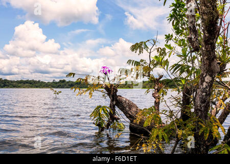 Cuyabeno riserva faunistica, è un importante riserva naturale in Amazzonia, alberi di acqua Foto Stock