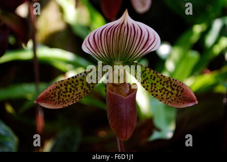 Una Lady Slipper Orchid in Singapore Botanic Garden Foto Stock